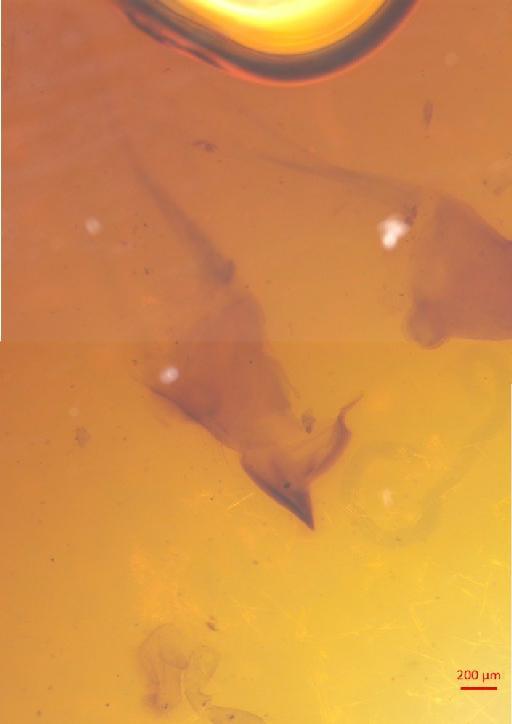 Cerambycinae Latreille, 1802 - 010131534___9