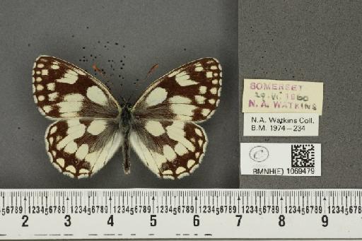 Melanargia galathea serena ab. valentini Williams, 1951 - BMNHE_1069479_35338