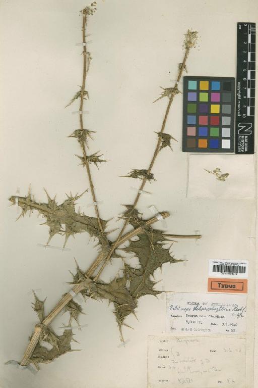 Echinops delasophyllus Rech.f. - BM000996070