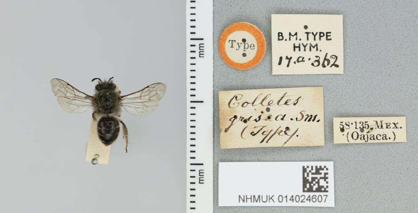 Colletes griseus