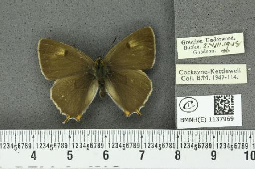 Thecla betulae ab. subunicolor Tutt, 1907 - BMNHE_1137969_95125