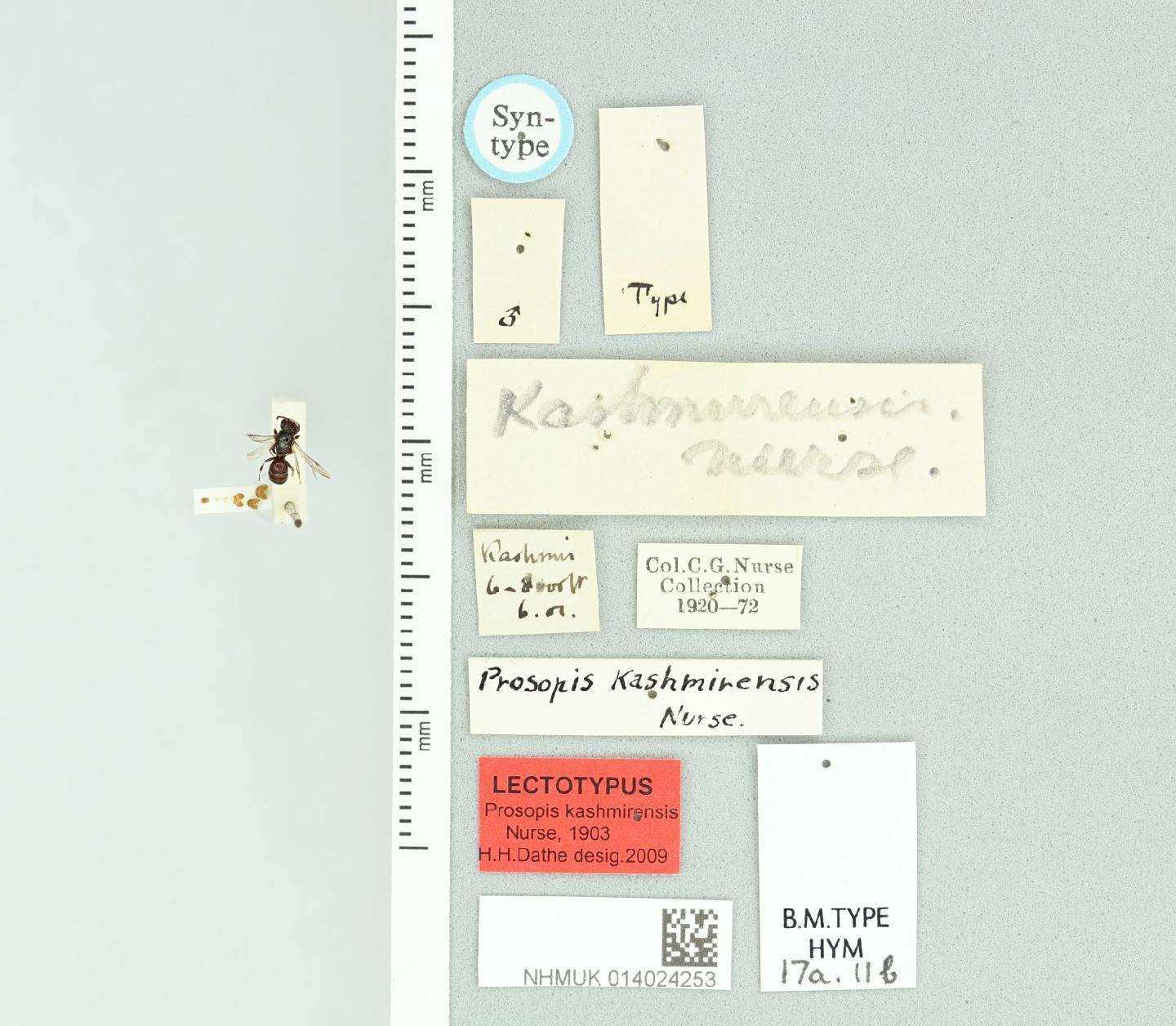 Hylaeus kashmirensis