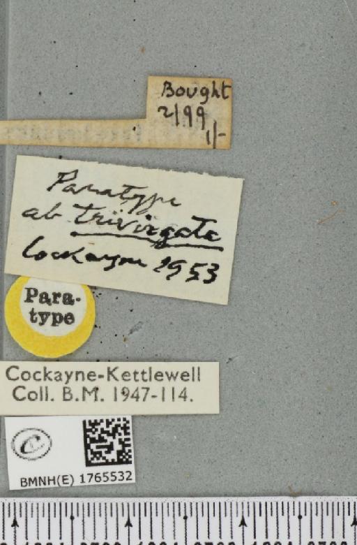 Chloroclysta siterata ab. trivirgata Cockayne, 1953 - BMNHE_1765532_a_label_346795
