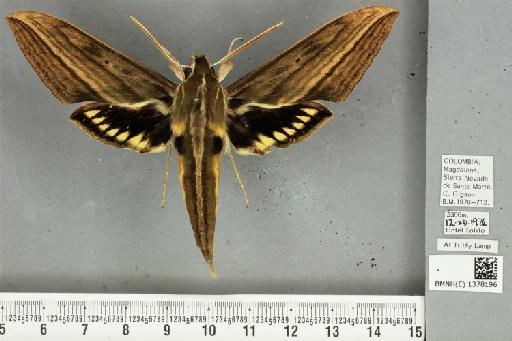 Xylophanes tayrona Correa-Carmona & Giusti, 2021 - BMNH(E)_1378196_X_tayrona_male_HT_dorsal_&_labels.JPG