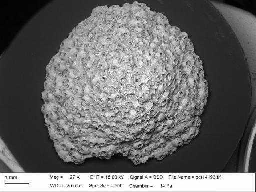 Celleporaria discus (Canu & Bassler, 1920) - BZ 5976. Celleporaria discus-1