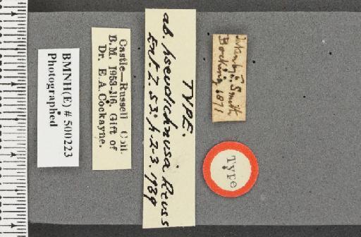 Aglais urticae ab. pseudichnusa Reuss, 1939 - BMNHE_500223_label_45459