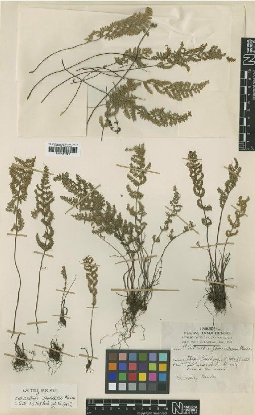 Cheilanthes jamaicensis Maxon - BM000936619