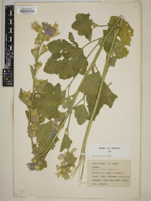 Lavatera thuringiaca L. - BM000813116