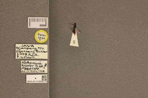 Nothomyia bicolor Hollis, 1962 - 014595273_labels_dorsal