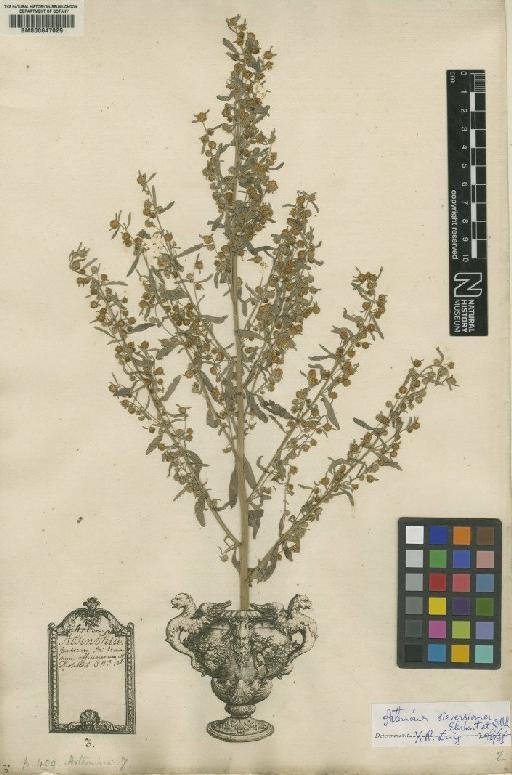 Artemisia absinthium L. - BM000647029