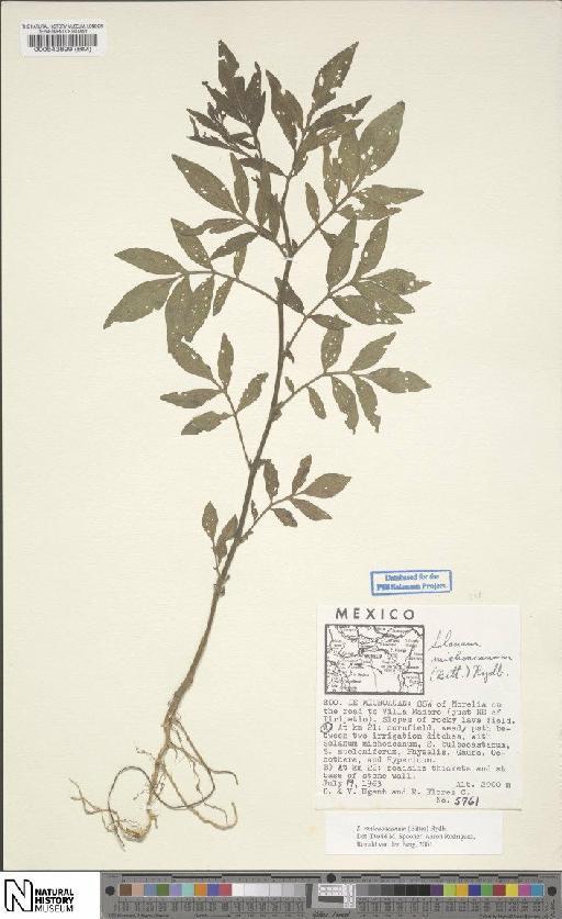 Solanum × michoacanum (Bitter) Rydb. - BM000543899