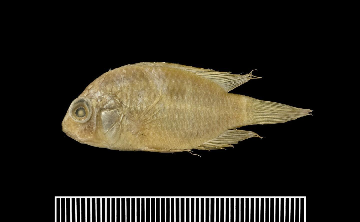 To NHMUK collection (Acara aequinoctialis Regan, 1905; PARALECTOTYPES; NHMUK:ecatalogue:2591956)