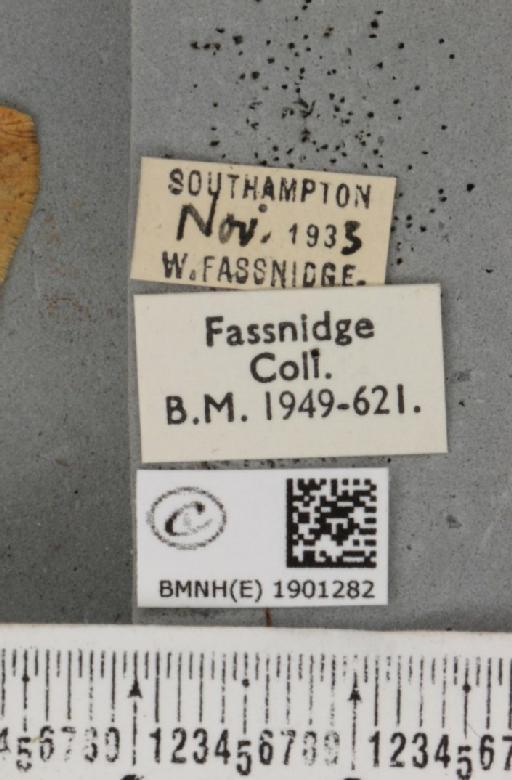 Agriopis aurantiaria (Hübner, 1799) - BMNHE_1901282_label_464153