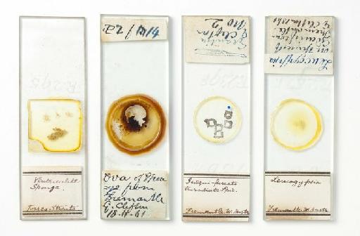 Porifera Grant, 1836 - 184804
