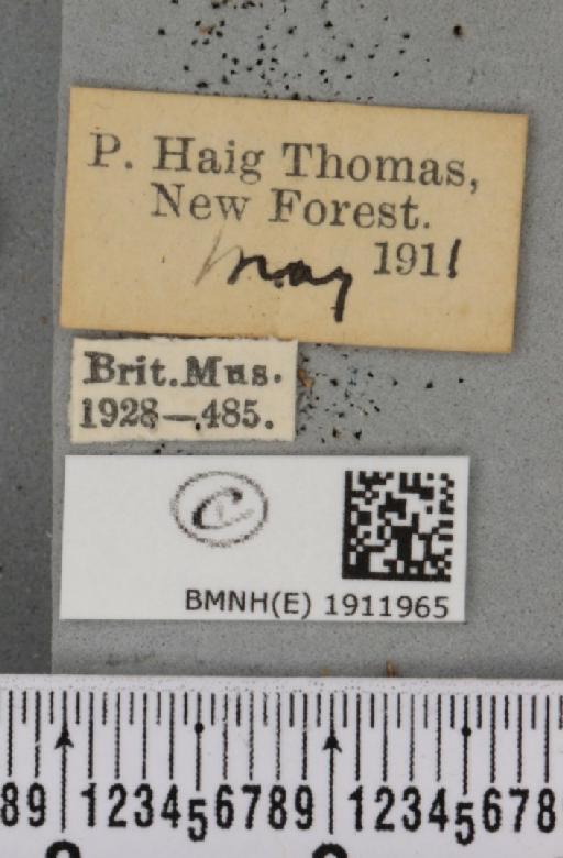 Aethalura punctulata (Denis & Schiffermüller, 1775) - BMNHE_1911965_label_484956