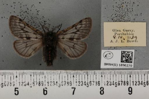 Lycia lapponaria scotica (Harrison, 1916) - BMNHE_1896270_459193