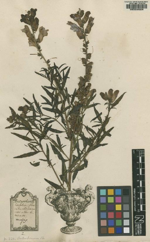 Antirrhinum majus L. - BM000646234