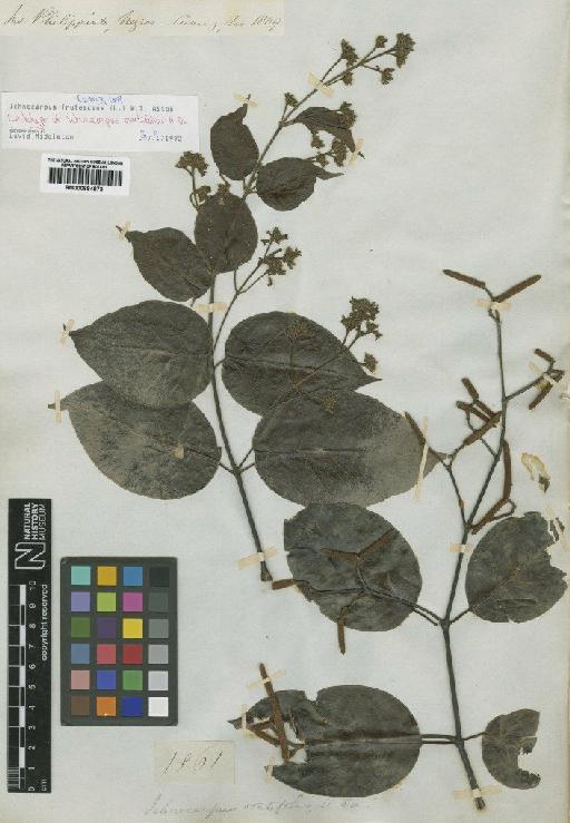 Ichnocarpus frutescens (L.) R.Br. - BM000884873