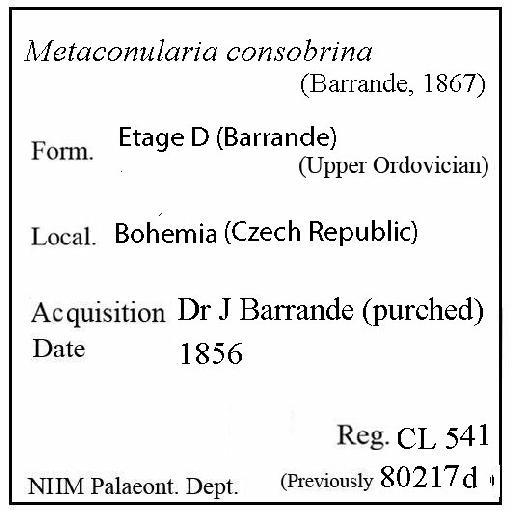 Metaconularia consobrina (Barrande, 1867) - CL 541. Metaconularia consobrina (label)