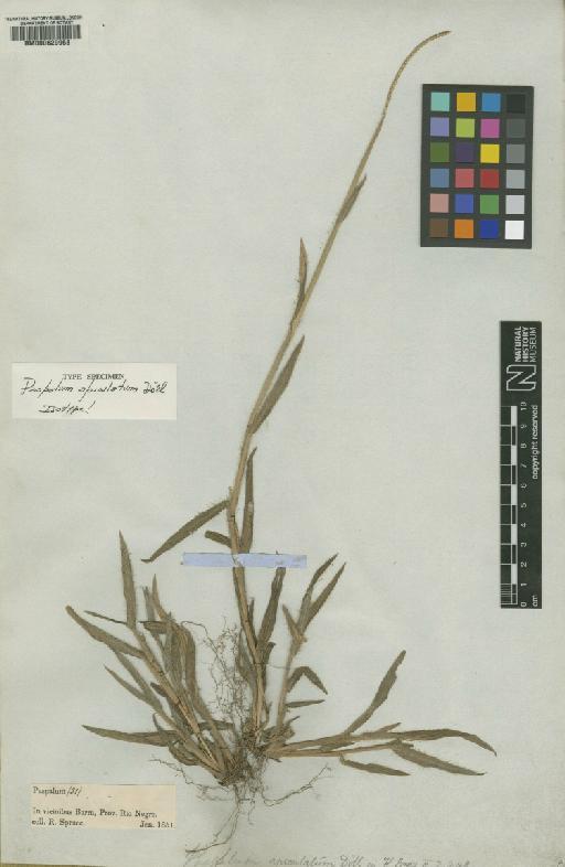 Paspalum apiculatum Döll - BM000629968