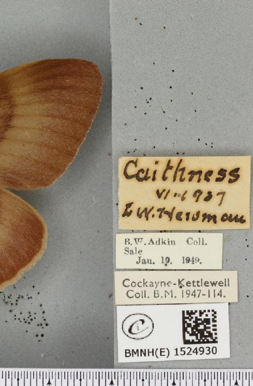 Lasiocampa quercus quercus ab. olivacea Tutt, 1902 - BMNHE_1524930_label_193798