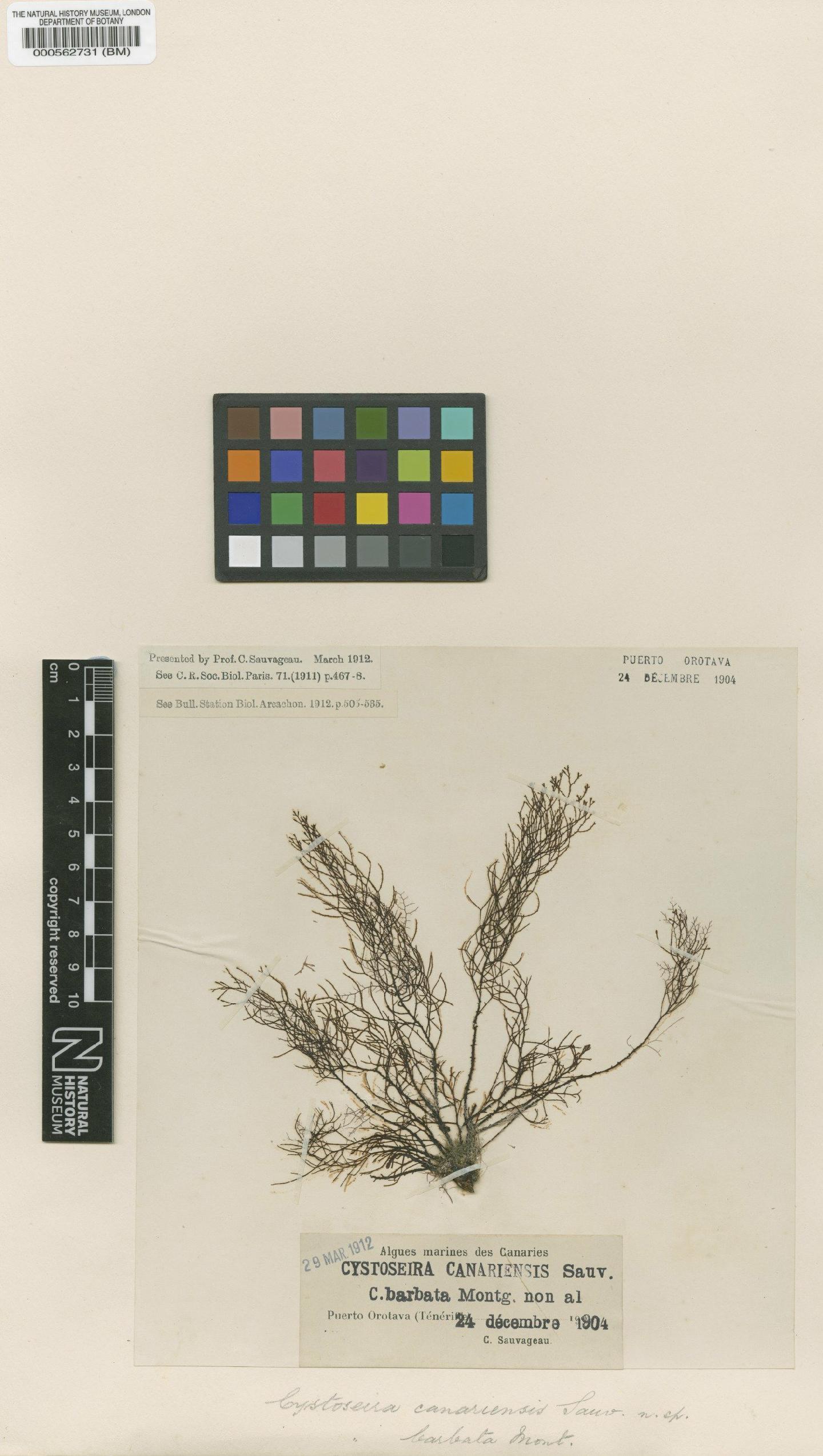 To NHMUK collection (Cystoseira canariensis Sauv.; Syntype; NHMUK:ecatalogue:4721974)
