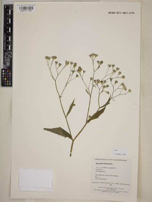 Lapsana communis L. - BM013414992