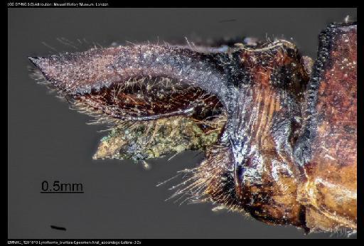 Lyriothemis bivittata (Rambur, 1842) - BMNHE_1201870-Lyriothemis_bivittata-Specimen-Anal_appendage-Lateral-3.2x