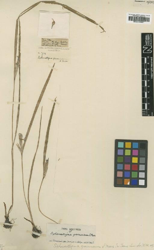 Sphenostigma gramineum S.Moore - BM001009987