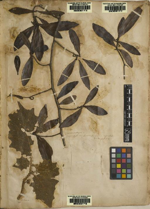 Solanum indicum L. - BM000621718