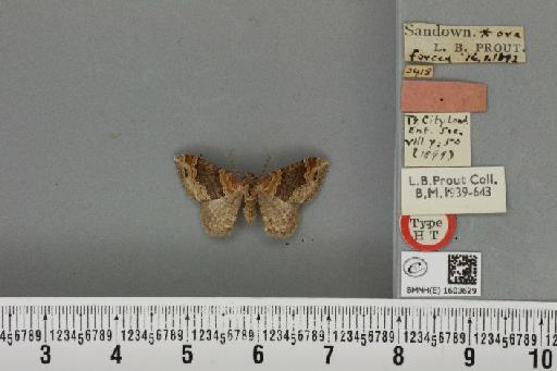 Xanthorhoe ferrugata ab. ruficostata Prout, 1898 - BMNHE_1603629_310766