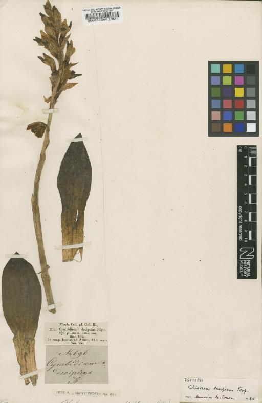 Chloraea lamellata Lindl. - BM000095656