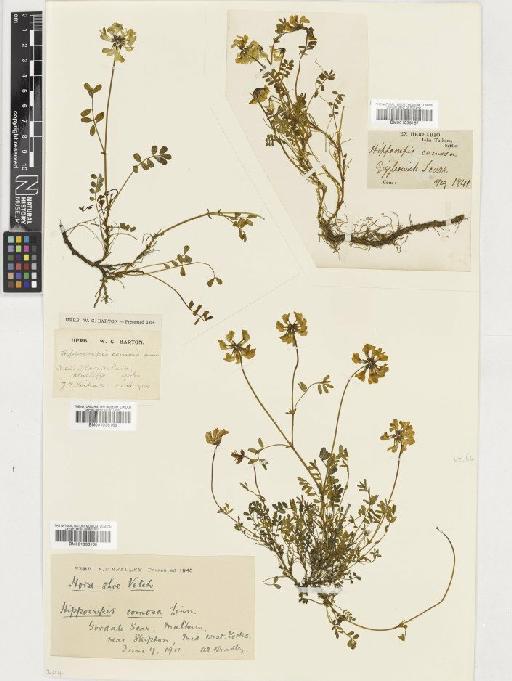 Hippocrepis comosa L. - BM001036169