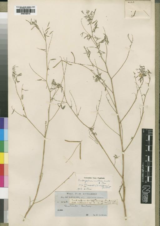 Indigofera costata subsp. theuschii (O.Hoffm.) Gillett - BM000923736