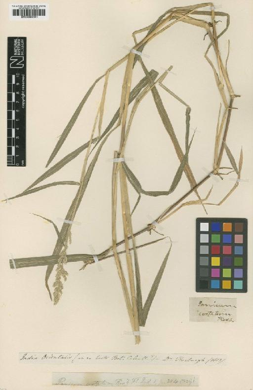 Setaria barbata (Lam.) Kunth - BM000959601