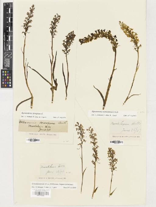 Gymnadenia borealis (Druce) R.M.Bateman, Pridgeon & M.W.Chase - BM001165506