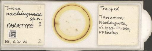 Trioza nachingweae Hollis, 1984 - BMNHE_1248697_2910