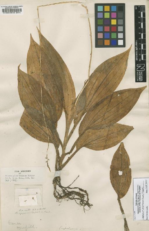 Crepidium bancanum (Ridl.) Szlach. - BM000082913