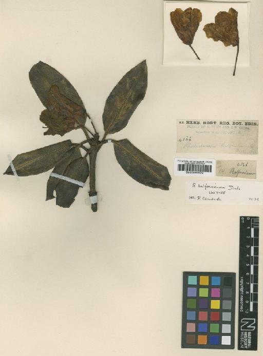 Rhododendron balfourianum Diels - BM000996679