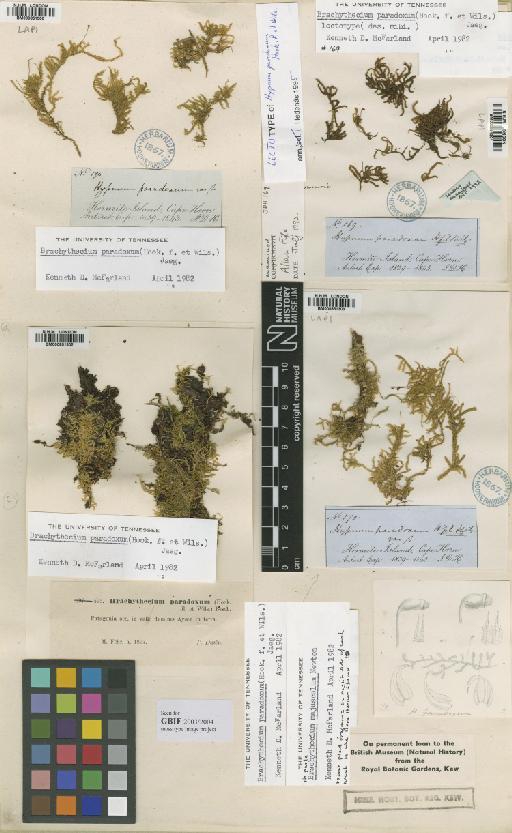 Brachythecium paradoxum (Hook.f. & Wilson) A.Jaeger - BM000851300_a