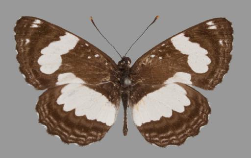 Neptis jordani Neave - BMNH(E)#1719032_Neptis_jordani_Neave_holotype_male_dorsal