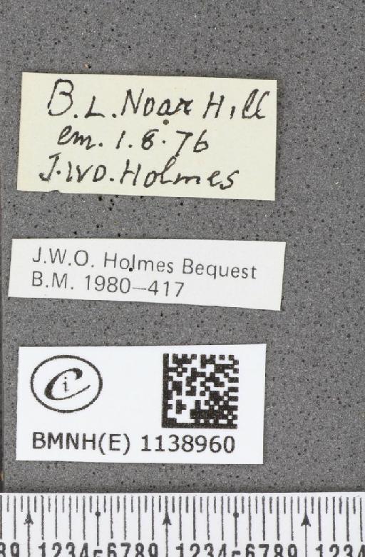Thecla betulae (Linnaeus, 1758) - BMNHE_1138960_label_95410
