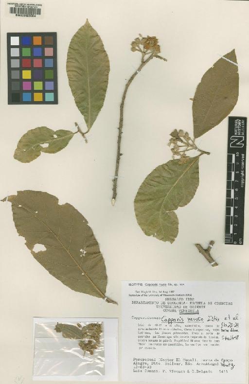 Capparis muco H.H.Iltis et al. - BM000629664