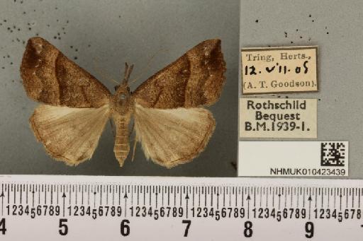 Hypena proboscidalis (Linnaeus, 1758) - NHMUK_010423439_536583