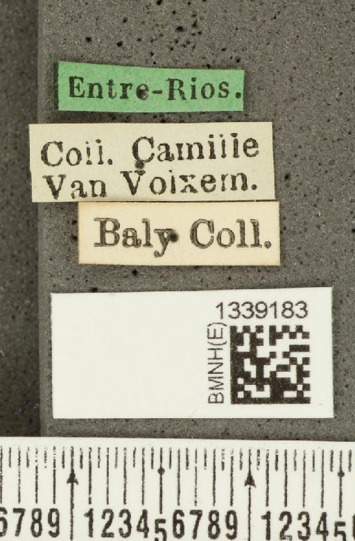 Isotes brasiliensis (Jacoby, 1888) - BMNHE_1339183_label_22548