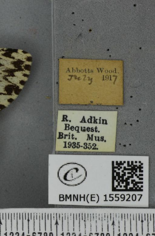 Lymantria monacha ab. mediofasciata Lempke, 1947 - BMNHE_1559207_label_251930