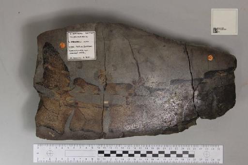 Plesiosaurus De la Beche & Conybeare, 1821 - 010035584_L010221587