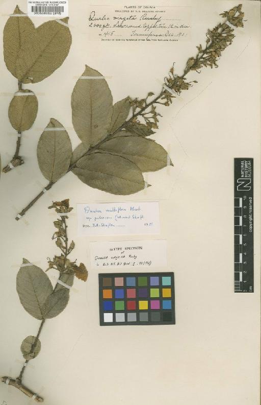 Qualea multiflora subsp. pubescens (Mart.) Stafleu - BM000566652