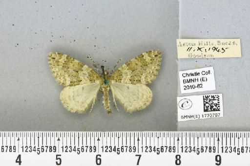Chloroclysta miata (Linnaeus, 1758) - BMNHE_1770787_347658