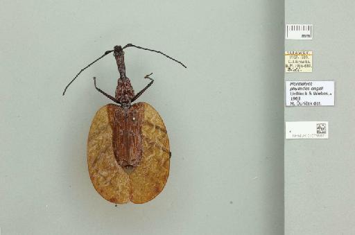 Mormolyce phyllodes engeli Lieftinck, M. & Wiebes, 1968 - 010799811_253133_680180